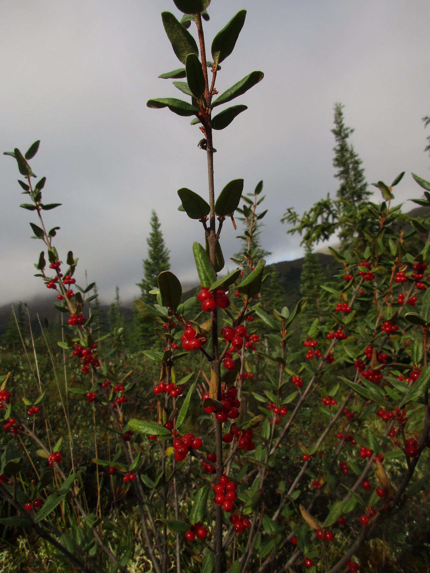 plant image 